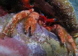 Another blue eyed wonder.  Hermit Crab by Juan Torres 